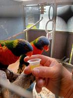 2 jongen lori's van de blauwe bergen, Dieren en Toebehoren, Vogels | Parkieten en Papegaaien, Geslacht onbekend, Papegaai, Geringd