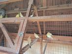 Canaris Raza, Dieren en Toebehoren, Kleurkanarie