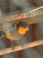 Koppel harlekijn, Dieren en Toebehoren, Meerdere dieren, Kleurkanarie