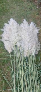 Pampas pluimen XXL, Ophalen, Nieuw