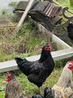 Haan Brahma x legkip, Dieren en Toebehoren