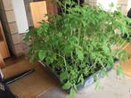 Kerstomaatjes, Tuin en Terras, Planten | Tuinplanten, Ophalen, Eenjarig, Groenteplanten