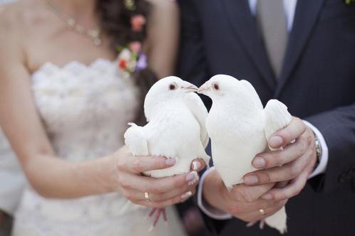 🕊 Lâcher de colombes 🕊, Dieren en Toebehoren, Vogels | Toebehoren, Nieuw, Ophalen