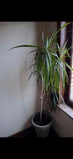 Dragonnier de magadascar +/- 1,7M, Maison & Meubles, Plantes d'intérieur, En pot, Yucca, 150 à 200 cm, Enlèvement