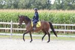 Ruin te koop, Dieren en Toebehoren, Paarden, Ruin