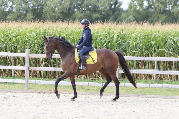 Ruin te koop, Dieren en Toebehoren, Paarden, Ruin