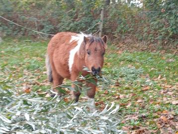 Super lief sociaal Shetland 🩵 hengst veulen beschikbaar voor biedingen
