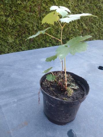 druivenplant in pot  beschikbaar voor biedingen