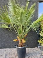 Palmboom Chamaerops Humilis- Europese dwergpalm, Ophalen