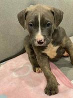 american bully xl, Dieren en Toebehoren, Pluimvee