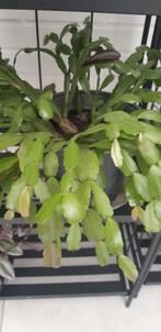 Schlumbergera, Huis en Inrichting, Kamerplanten, Overige soorten, Minder dan 100 cm, Bloeiende kamerplant, Volle zon