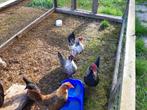 serama kippen, Dieren en Toebehoren, Pluimvee, Meerdere dieren, Kip