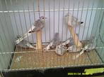 diamantduifjes, Dieren en Toebehoren, Vogels | Duiven, Meerdere dieren, Overige soorten