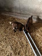 Mini dwerg geitjes Miekes, Dieren en Toebehoren, Schapen, Geiten en Varkens