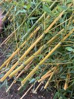 Bamboestokken, Ophalen