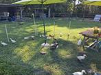 Indische Loopeenden, Dieren en Toebehoren, Pluimvee, Geslacht onbekend, Eend