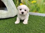 Portée de chiots Bichon Maltais, Chien (mâle), Parvovirose, Belgique, Bichon maltais