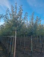 Fruitbomen in verschillende soorten en vormen , maten, Tuin en Terras, Ophalen of Verzenden