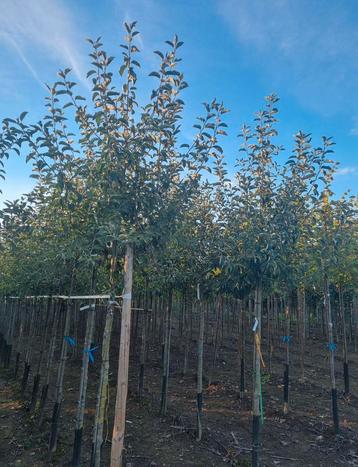 Fruitbomen in verschillende soorten en vormen , maten beschikbaar voor biedingen