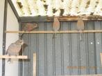 pop haakbek, Dieren en Toebehoren, Vogels | Overige Vogels