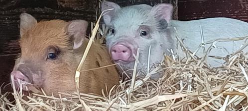 Minivarkentjes, Dieren en Toebehoren, Schapen, Geiten en Varkens, Varken, Vrouwelijk, 0 tot 2 jaar