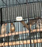 Zebravinken 2025, Dieren en Toebehoren, Vogels | Kanaries