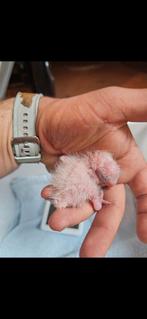 baby ara, Animaux & Accessoires