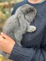 Hangoor konijn Ram, Dieren en Toebehoren, Groot, Hangoor