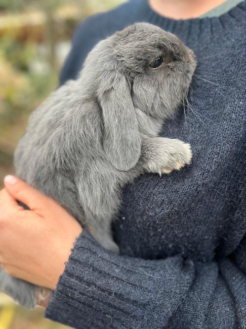 Hangoor konijn Ram, Dieren en Toebehoren, Konijnen, Groot, Hangoor