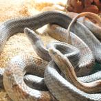 Serpent des blés (Pantherophis guttatus)à vendre, Animaux & Accessoires, Reptiles & Amphibiens, Serpent, Domestique, 0 à 2 ans
