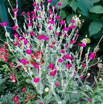 Zaden Prikneus Roze beschikbaar voor biedingen