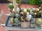 Cactussen te koop, Maison & Meubles, Plantes d'intérieur, Cactus, En pot, Plante verte, Enlèvement