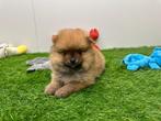 Nestje Pomeriaan pups, België, Keeshond, CDV (hondenziekte), 8 tot 15 weken