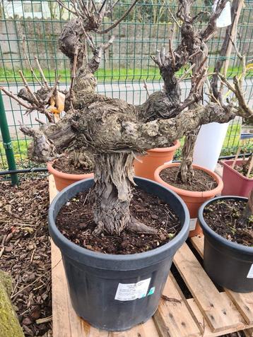 Druivelaar Bonsai VitisVinifera-  beschikbaar voor biedingen