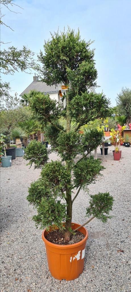 Cupres gold Rider pompon, Tuin en Terras, Planten | Bomen, Ophalen