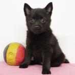 Schipperke - Belgische pups te koop, Dieren en Toebehoren, Honden | Herdershonden en Veedrijvers, België, CDV (hondenziekte), 8 tot 15 weken