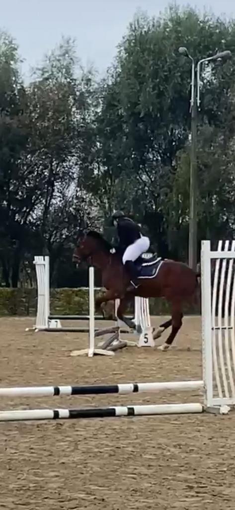 Springruiter aangeboden/halve stal gezocht, Dieren en Toebehoren, Paarden en Pony's | Verzorgingsproducten, Ophalen