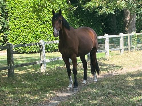Jumping paard, Dieren en Toebehoren, Paarden, Ruin, Zadelmak, 3 tot 6 jaar, Springpaard, Met stamboom, Gechipt, Ontwormd, Ingeënt