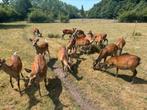 Sika herten, Dieren en Toebehoren