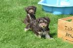 Havanezer pups uit nest te kiezen, Dieren en Toebehoren, Honden | Chihuahua's en Gezelschapshonden, België, 15 weken tot 1 jaar