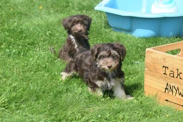 Havanezer pups uit nest te kiezen beschikbaar voor biedingen