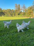 Brahma, Dieren en Toebehoren, Pluimvee, Mannelijk, Kip