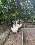 Bresse, Dieren en Toebehoren