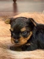 YorkShire pupjes, Dieren en Toebehoren, België, 8 tot 15 weken, Meerdere, Meerdere dieren