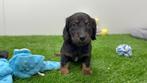 Nestje Dwergteckel pups