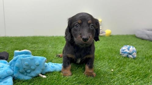 Nestje Dwergteckel pups, Dieren en Toebehoren, Honden | Teckels en Dashonden, Reu, Langhaar, Dwerg, Fokker | Professioneel, Eén hond