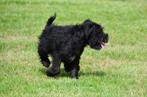 Dwergschnauzer pups te koop - zwart, Dieren en Toebehoren, 15 weken tot 1 jaar, Overige rassen, Buitenland, CDV (hondenziekte)
