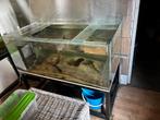 Aquarium groot volglas, Dieren en Toebehoren, Vissen | Aquaria en Toebehoren, Ophalen, Gevuld zoetwateraquarium
