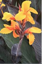 Groot assortiment Canna's, Ophalen of Verzenden, Voorjaar, Volle zon, Wortelstok