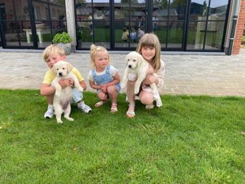 Chiots Goldador noirs et blonds avec leurs parents exposés, Golden retriever, Plusieurs, Parvovirose, Belgique